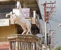 Police horse Shaktiman statue's removed day after it was installed
