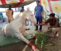 Uttarakhand BJP MLA: 'I was not there when the horse fell'