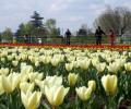 PHOTOS: Welcome to the Valley of Tulips