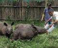 These animals would have drowned if it was not for the CWRC