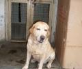 RIP! 26/11 hero dog Caesar passes away