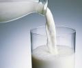 'Onion-flavoured' cow milk?