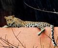 Humans vs leopards: Whose home is it?