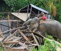 PHOTOS: When elephants turned bulldozers