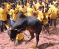 Jallikattu held in Madurai, 36 bull tamers injured