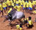 Has Jallikattu ban revived TN's regional pride?