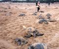 6 lakh Olive ridley turtles return to Odisha's beaches to lay eggs