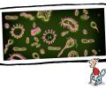 Pune scientists discover new germs on cell phones