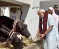 Modi provoked sentiments of gau rakshaks: Sibal