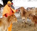 Gau raksha has replaced sabka vikas