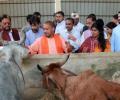 Equally committed to protecting human life, cows: Adityanath