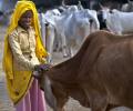 In Gujarat, it will be life imprisonment for cow slaughter