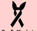 Celebs pay tribute to victims of Manchester blast