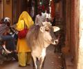 Meghalaya passes resolution opposing Centre's notification on cattle sale