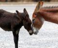 WTF! Donkeys jailed in UP for eating 'costly plants'