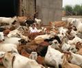 Amid cries of 'BMKJ', 'Jai Shri Ram', Assam gets cattle protection bill