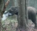 The curious case of the smoking elephant