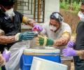 Virus with no vaccine claims 3 lives in Kerala