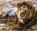 29 per cent rise in Asiatic lion population in Gir