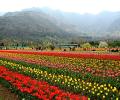 Asia's largest tulip garden in full bloom