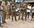 When a 14.4-ft-long python was rescued in Assam