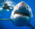 Swimming with the 'biggest ever' Great White shark
