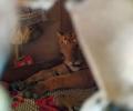 Escaping flooding in Assam, tiger 'books into' a house
