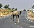 Heat is unbearable for India's hottest city too