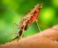 COVID-19 is not transmitted by mosquitoes, study shows