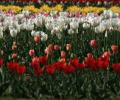 COVID-19: It's curtains for Asia's largest tulip garden