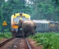 SNAPPED! When an elephant almost got hit by a train