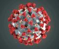 Coronavirus may have mutated, potentially evolving: Study