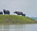 PHOTOS: Wildlife at Kaziranga struggles to stay afloat