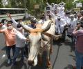 With bicycles, bullock carts, Cong hits street to protest fuel hike