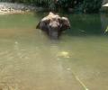 Not Indian culture: Govt on elephant's killing in Kerala