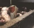 New swine flu with pandemic potential found in China