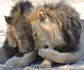 8 Asiatic lions in Hyderabad zoo test Covid positive