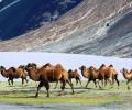 Double hump camel to help Army patrol China border