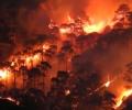 38,100 Hectares Of Tree Cover Lost To Forest Fires