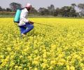 New govt may kick off pesticide, seed reforms