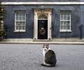 Larry the cat celebrates 10 years at 10 Downing Street