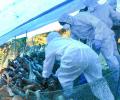 Kerala's Alappuzha reports bird flu; under control, say authorities