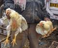 Maharashtra, Delhi among 9 states with bird flu