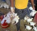 Delhi civic bodies lift ban on sale of chicken meat
