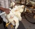 Govt says avian flu confirmed in 6 states