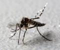 Maharashtra reports first case of Zika virus