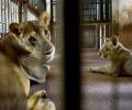 Hyderabad zoo worker leaves cage door open, attacked by lion