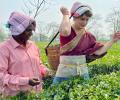 SEE: Priyanka Gandhi tries hand at plucking tea leaves in Assam