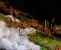 Ant attack forces people to flee Odisha village