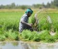 Gujarat farmers to get Rs 1,500 govt aid to purchase smartphones